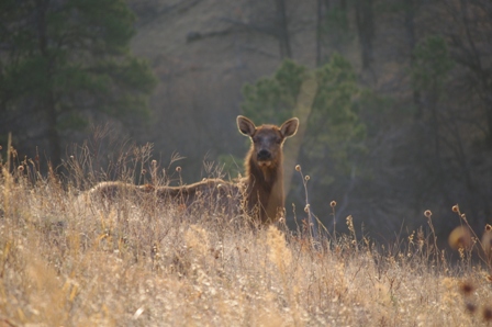 Elk.jpg Image