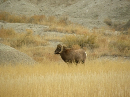 Bighorn in South Unit Image